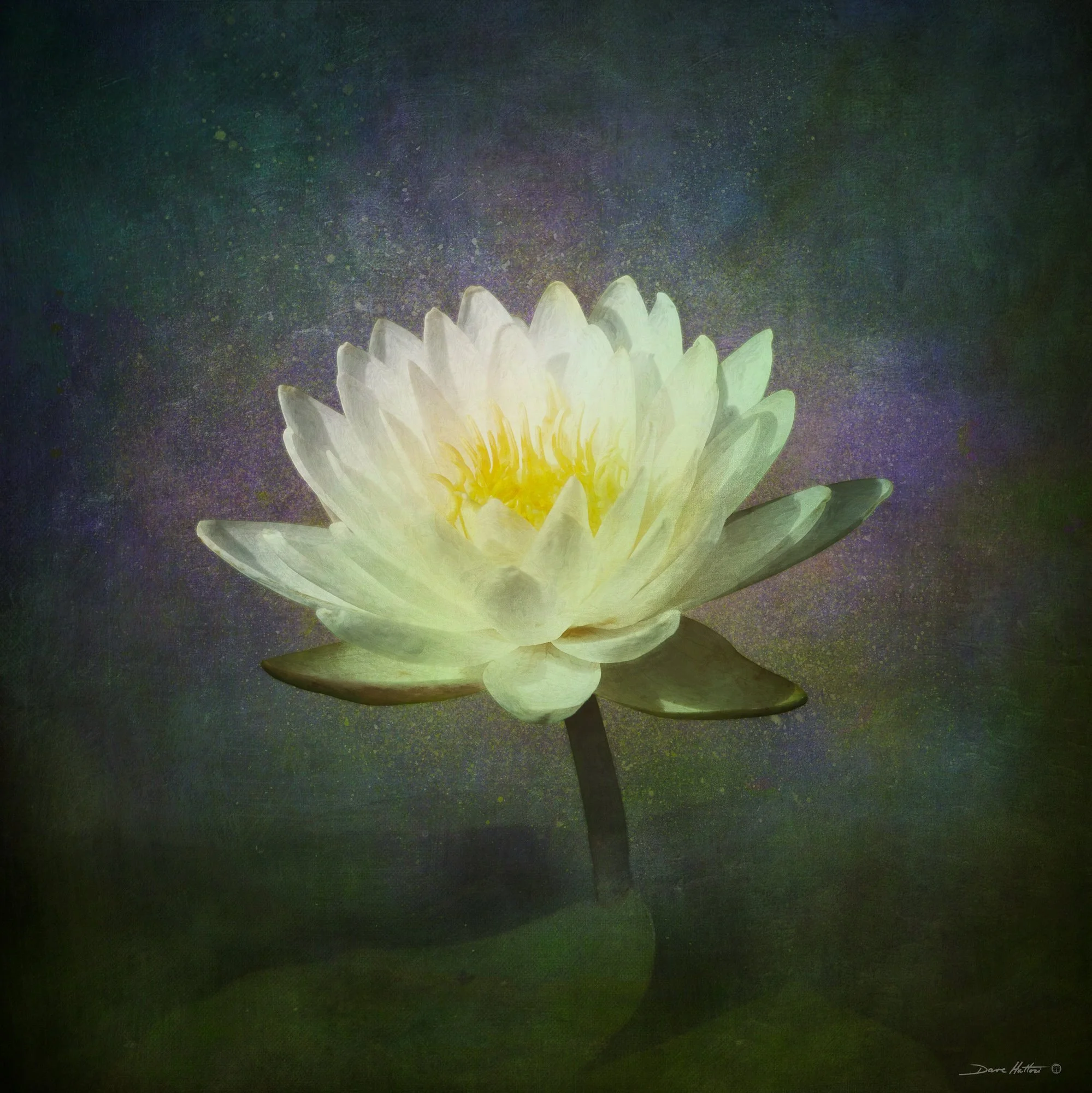 "Luminous Lily"