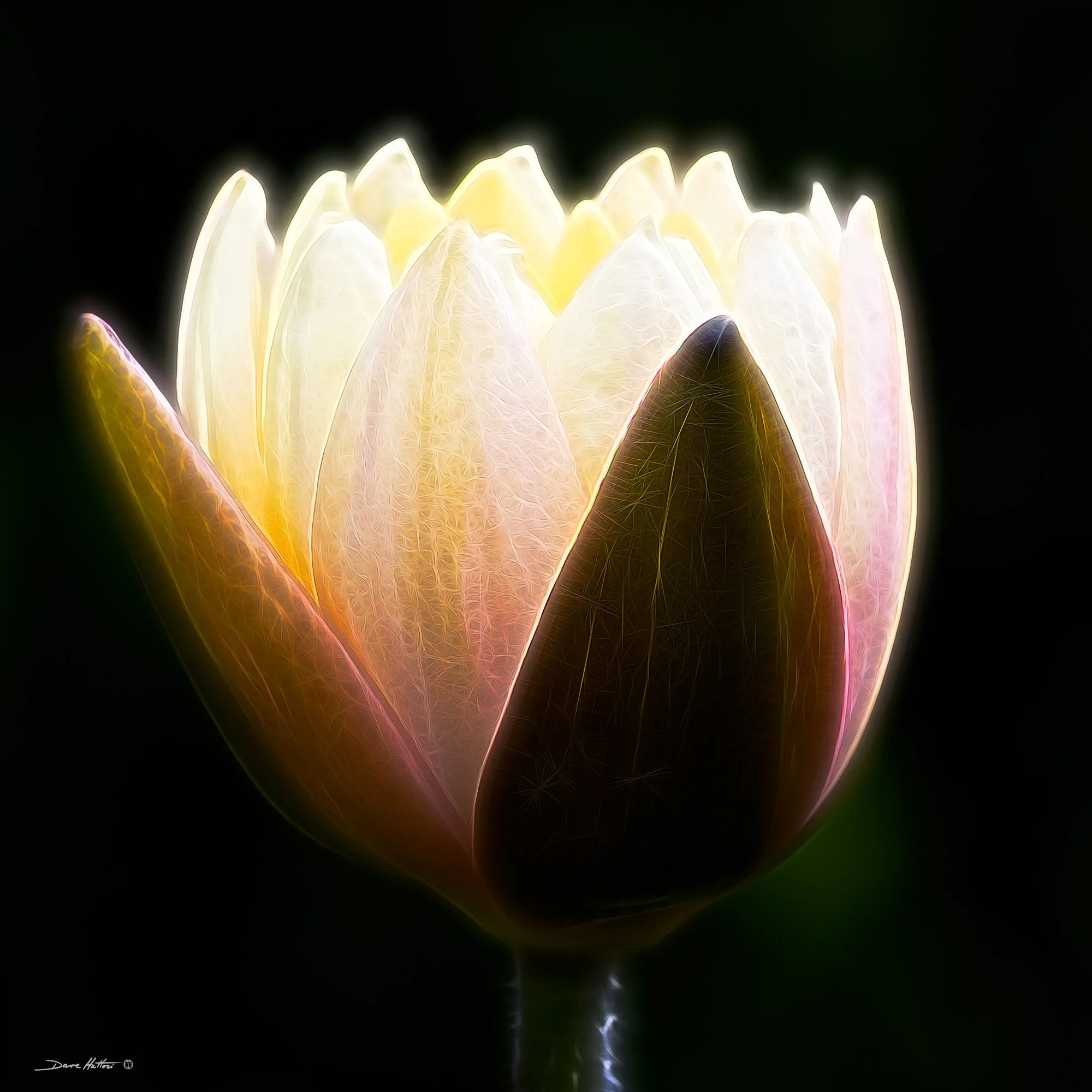 "Brilliant Bloom"