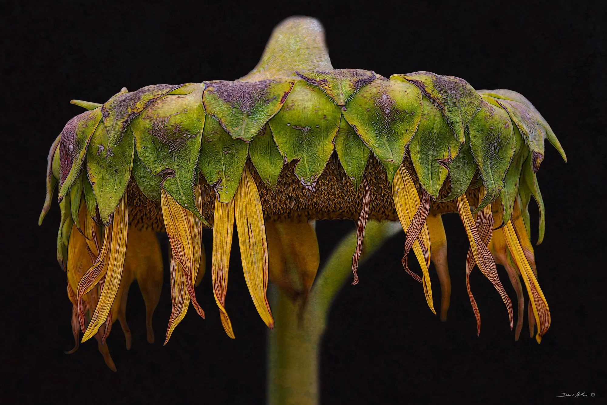 "Drooped"