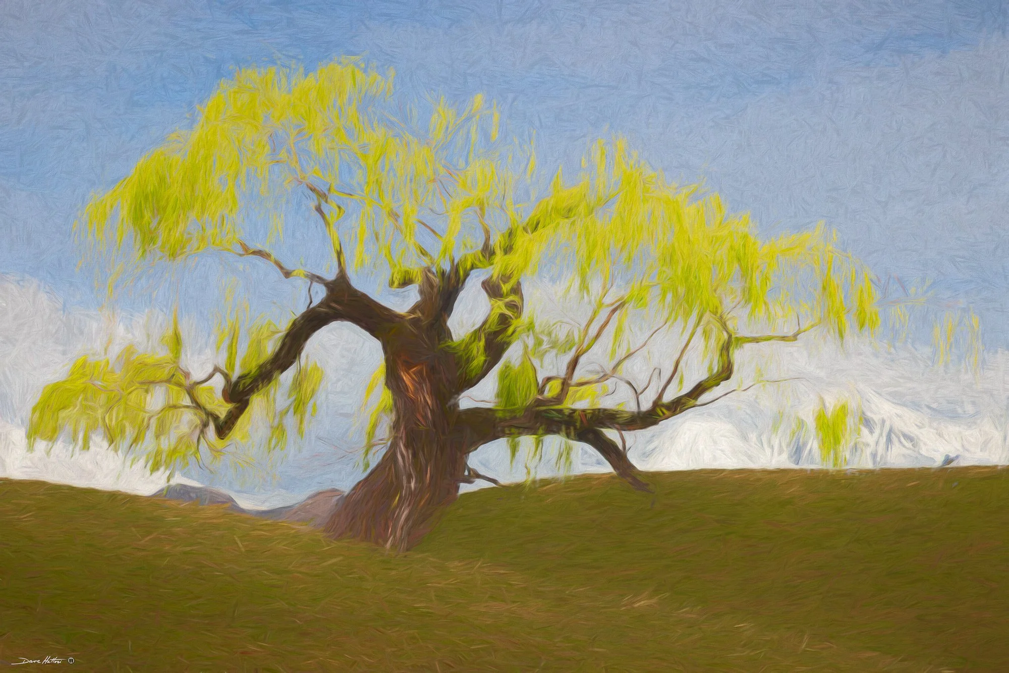 "Wonderful Willow"