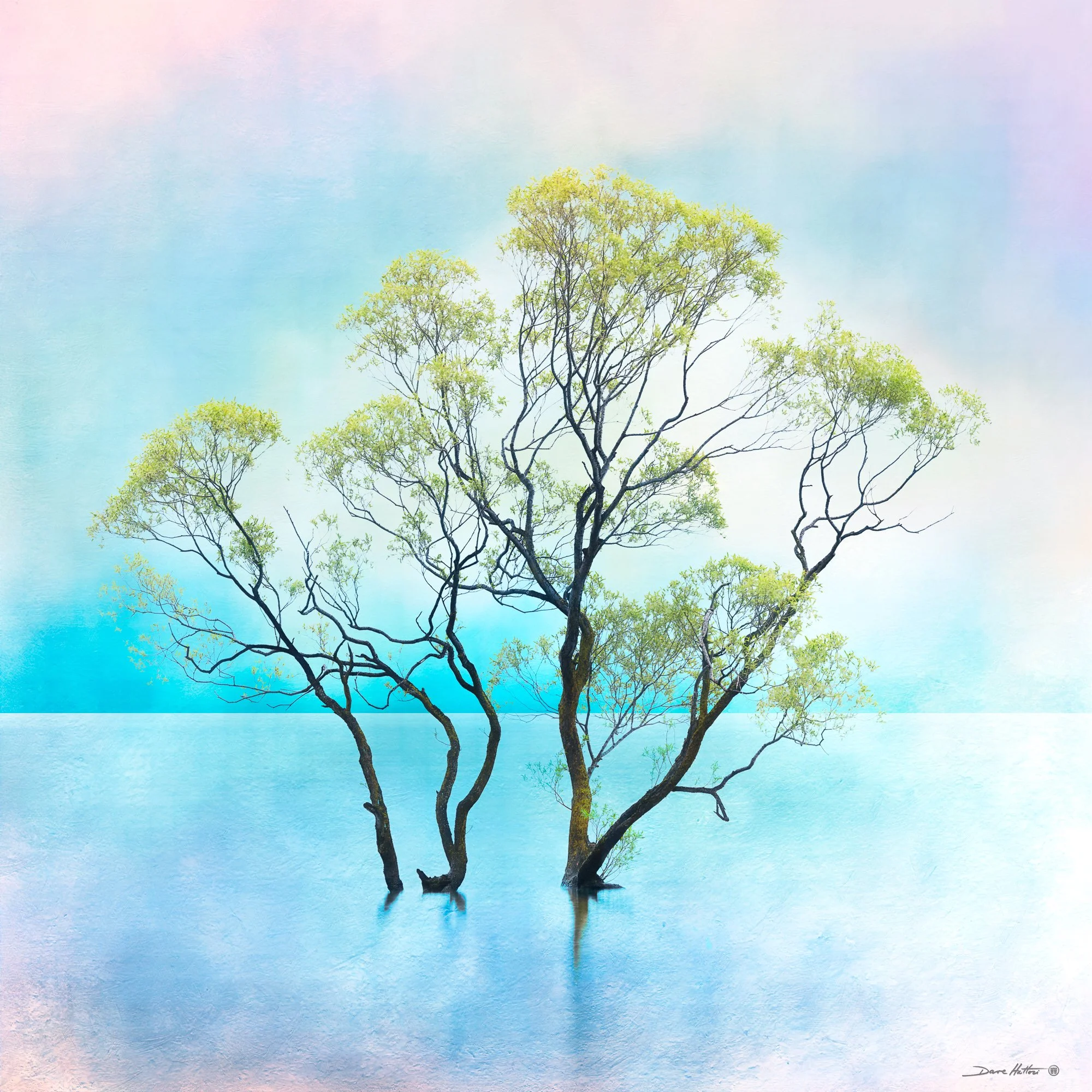 "Wanaka Willow"