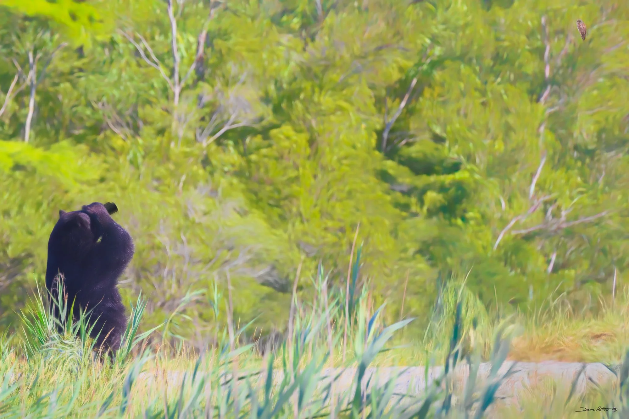 "Black Bear Birder"