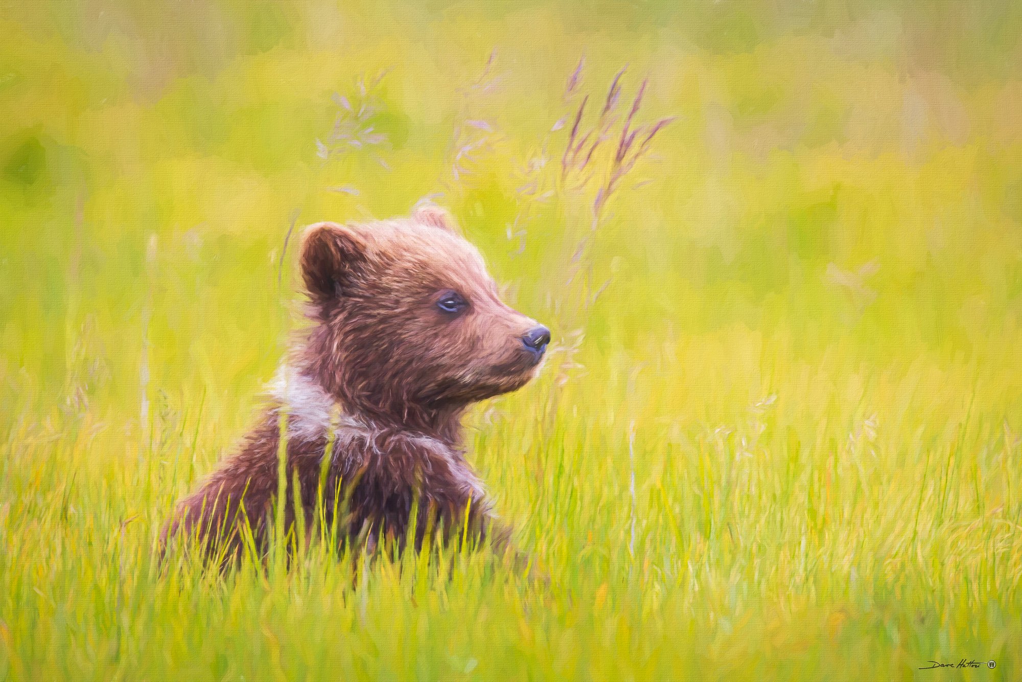 "Brown Bear Cub"