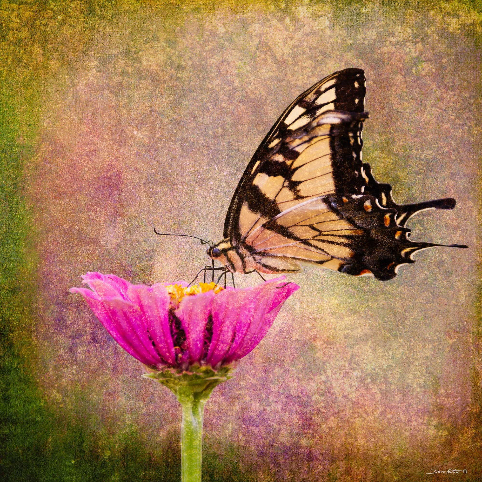 "Butterfly on Bloom"