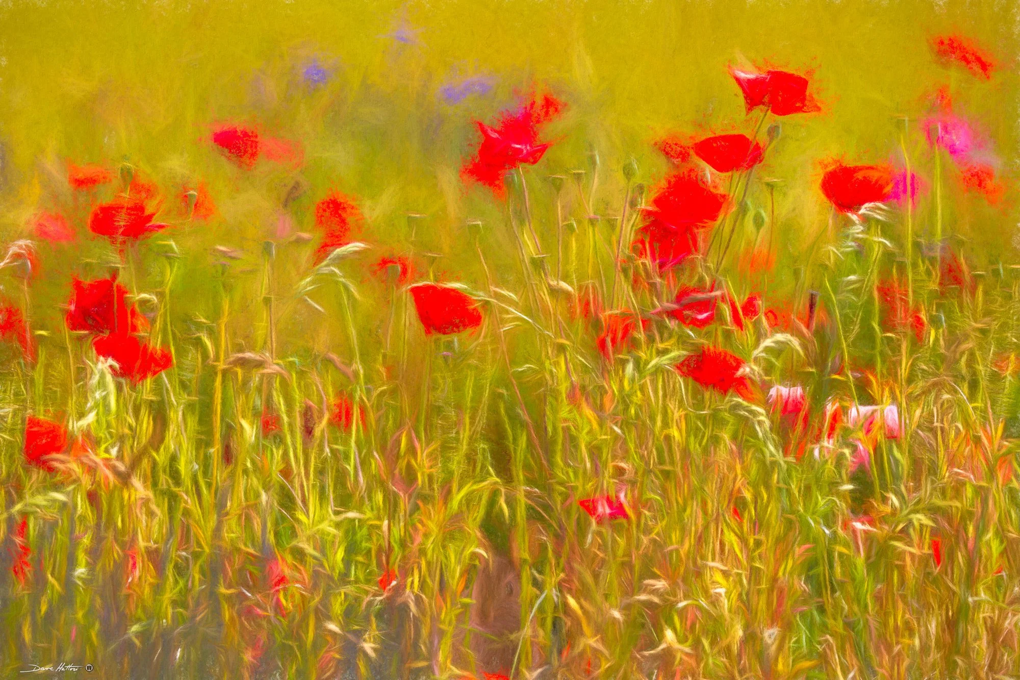 "Peeking from the Poppies"