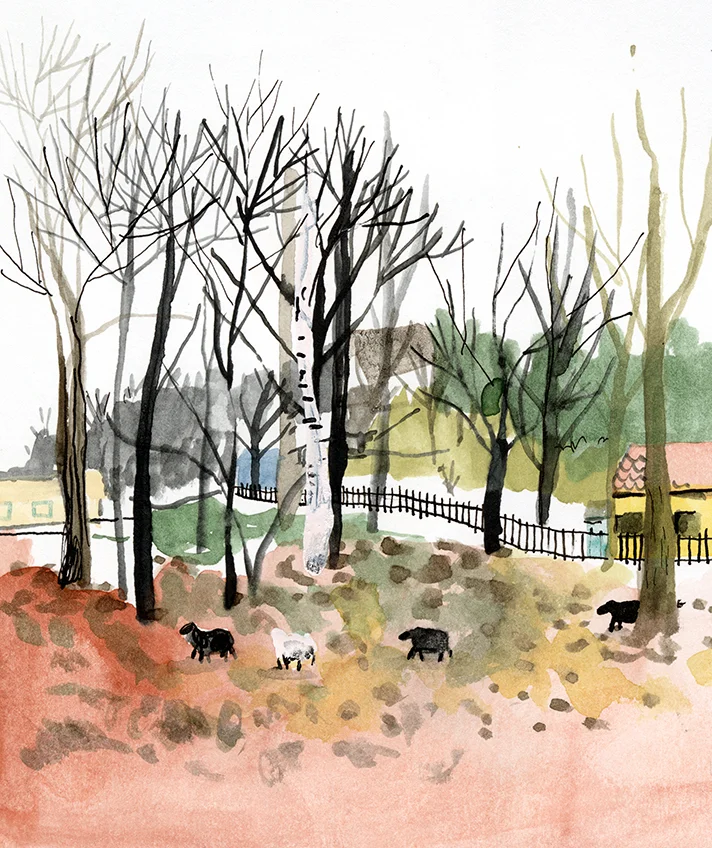 Sheep, Ulriksdal