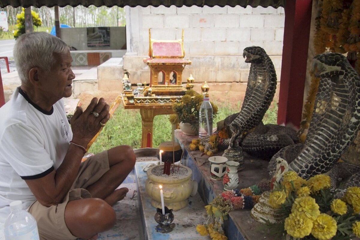 Some villagers worship King Cobras and drink their blood