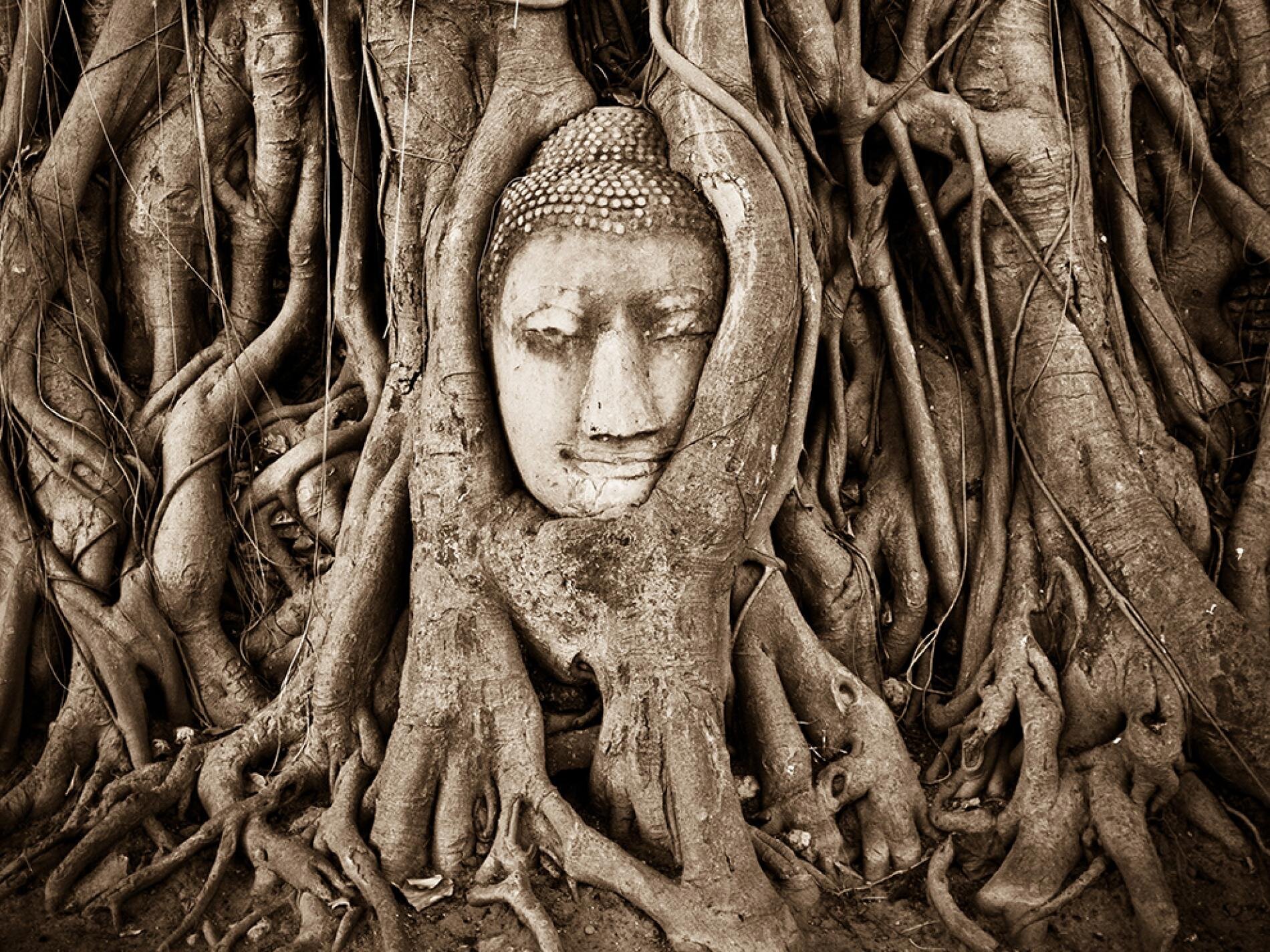 Buddha's head carved in religious trees