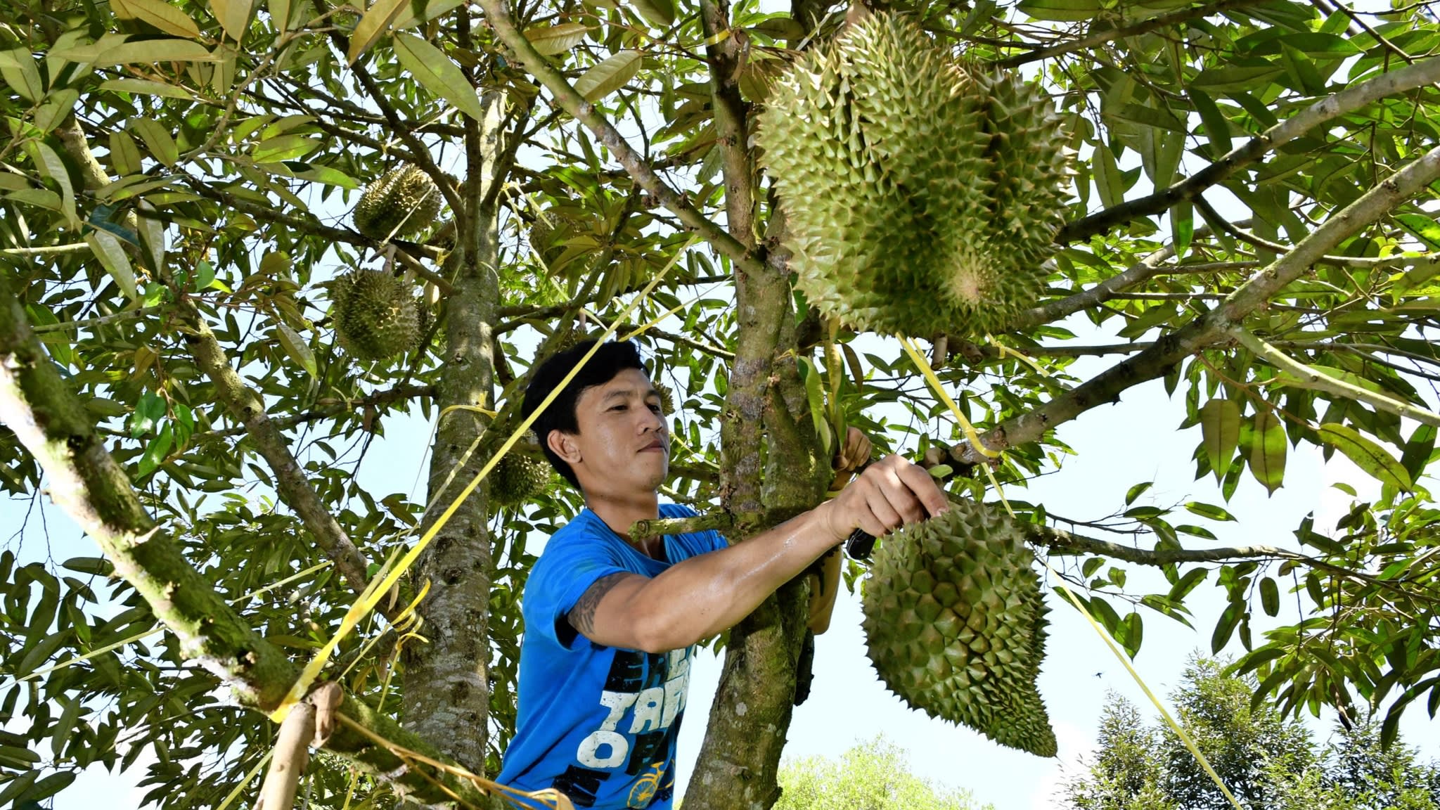 Thailand is losing the Chinese market for Durian and needs to find another country to sell their famous fruit to