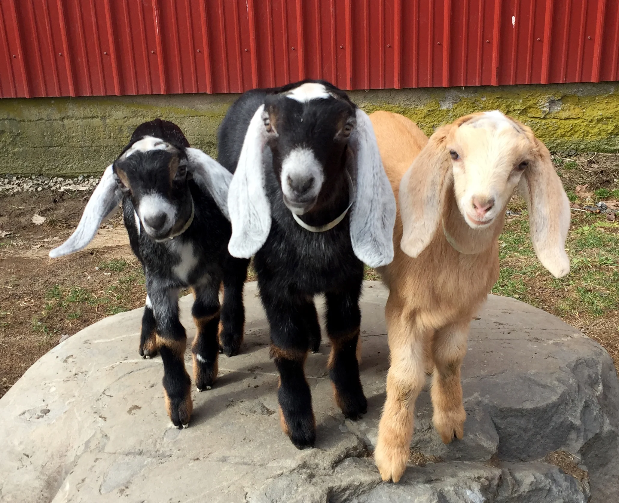 3 babies.jpg
