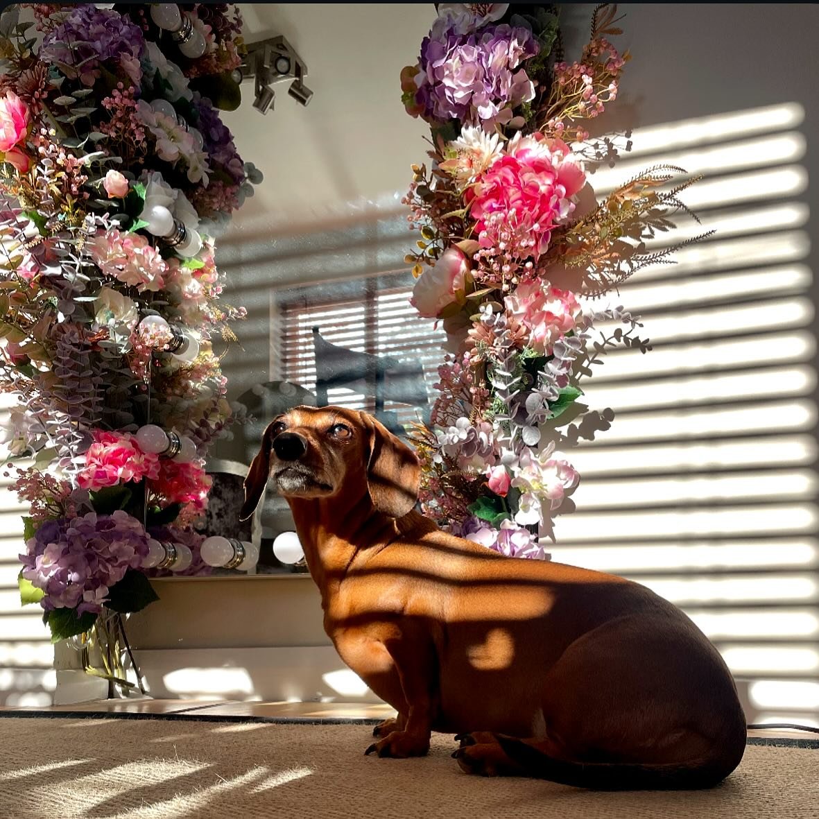 It&rsquo;s not just me who loves golden hour ☀️🩷

Honey is one of the resident dachshund&rsquo;s - she will greet you everyday on arrival, request your crisp packet at lunch time and say goodbye at the end of the day from under her blanket. 

She is