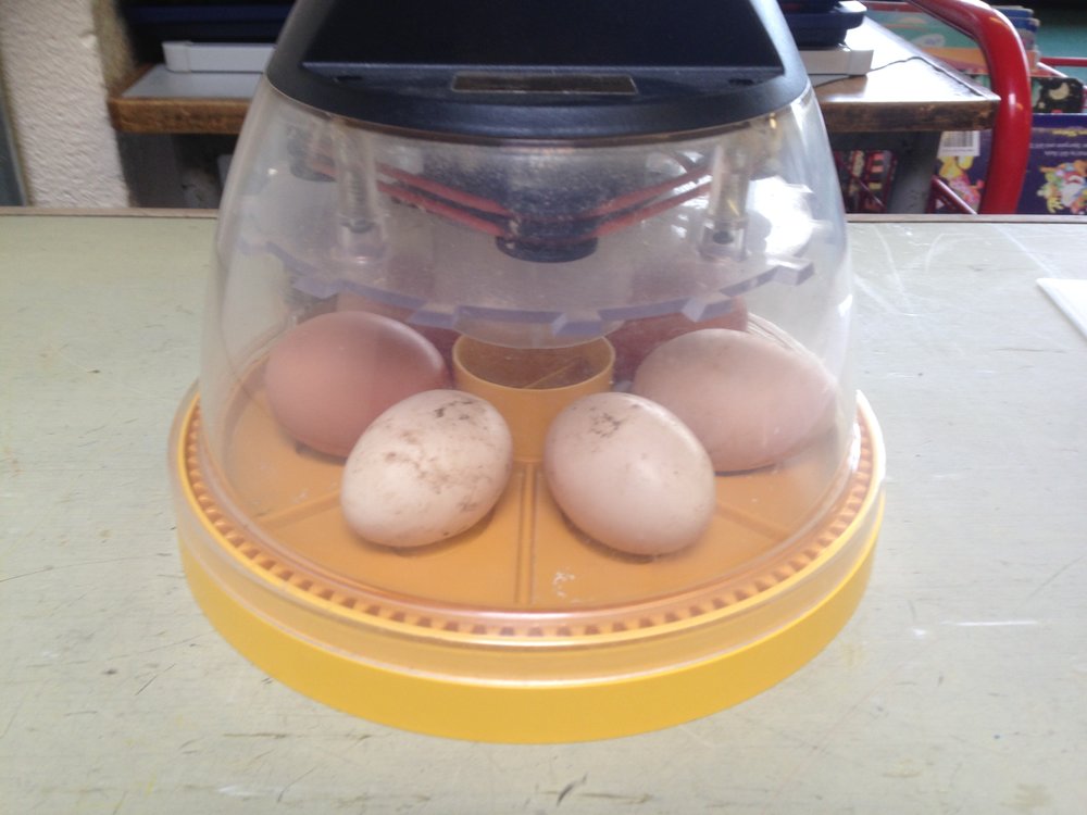 Eggs to Chicks .jpeg