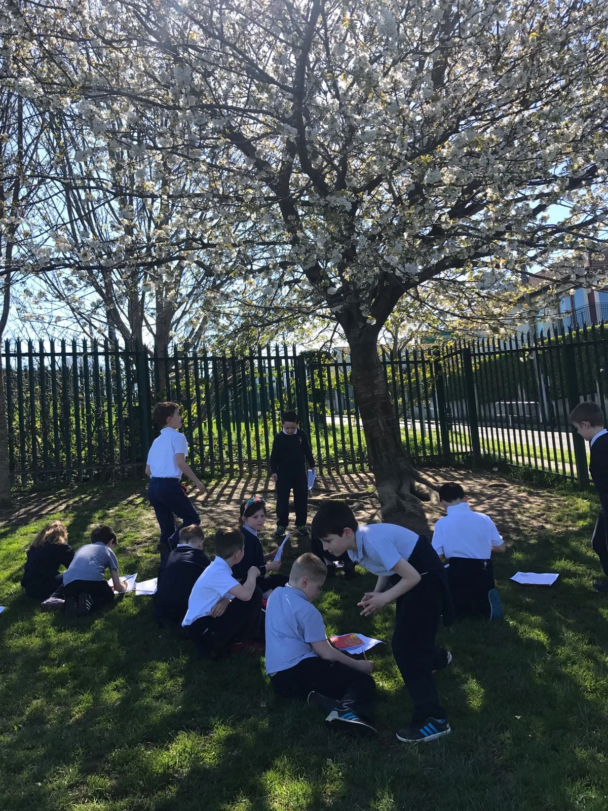 Learning about trees