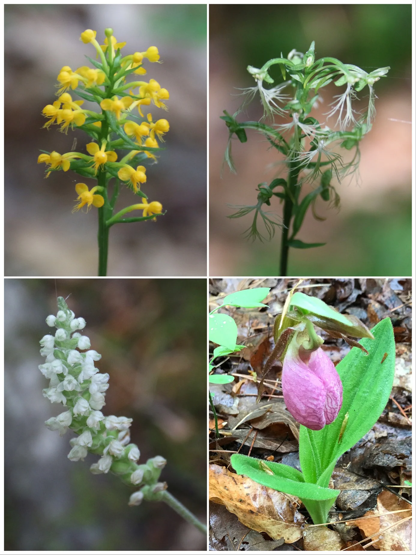 Orchids at Hickory Hollow NAP by Kyle Langford
