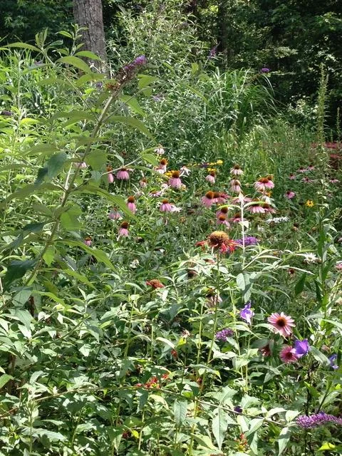 Bryna's Meadow by Bryna Brennan
