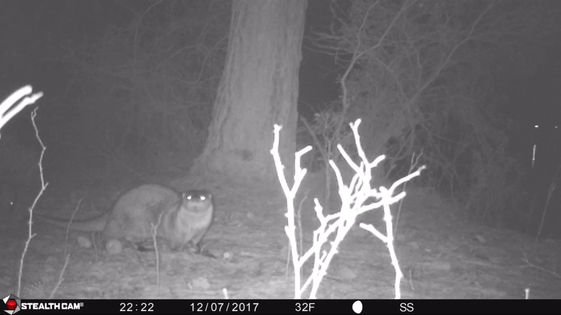 River Otter (Lontra canadensis) at Bush Mill Stream NAP taken by a game camera
