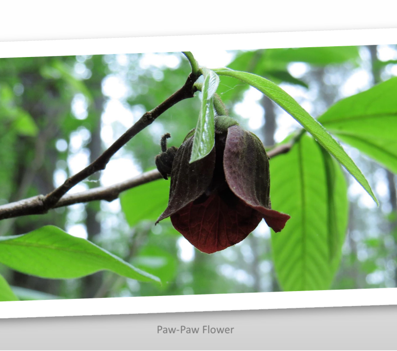 Paw-Paw Flower