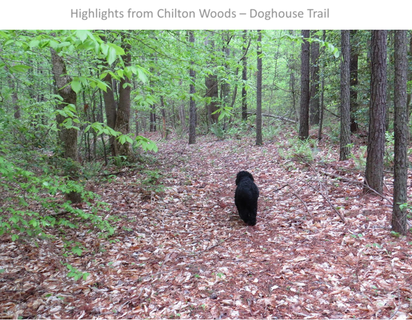 "Bear" in Chilton Woods