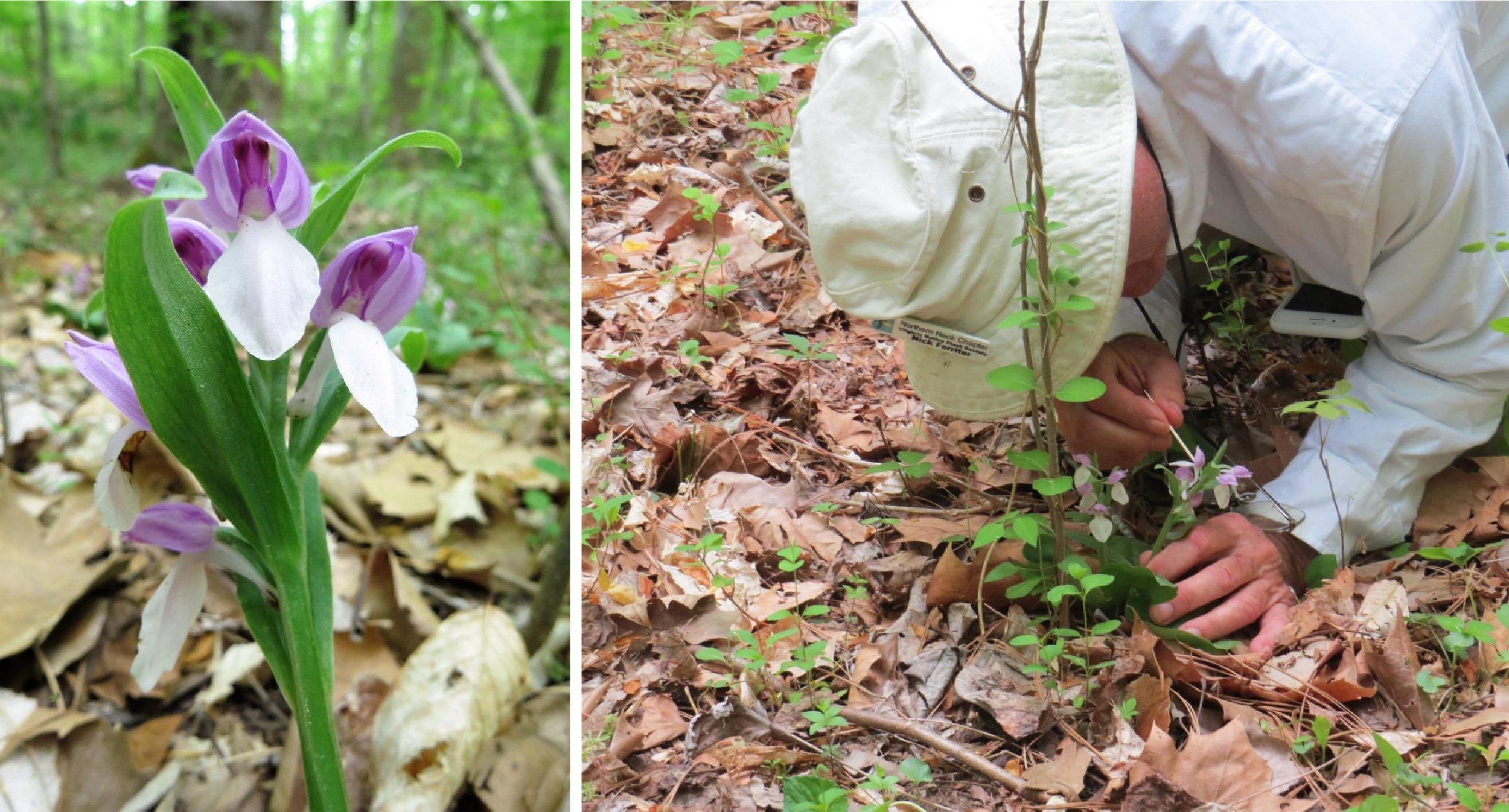 Hundreds of Showy Orchis &amp; Nick Ferriter (NNNPS) pollinating orchids for Smithsonian and ODU researchers