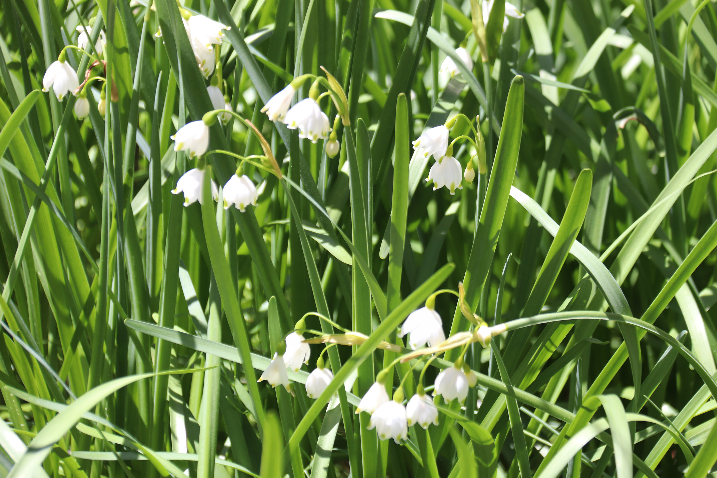 Summer Snowflake (nonnative) at Doghouse Trail Homesite