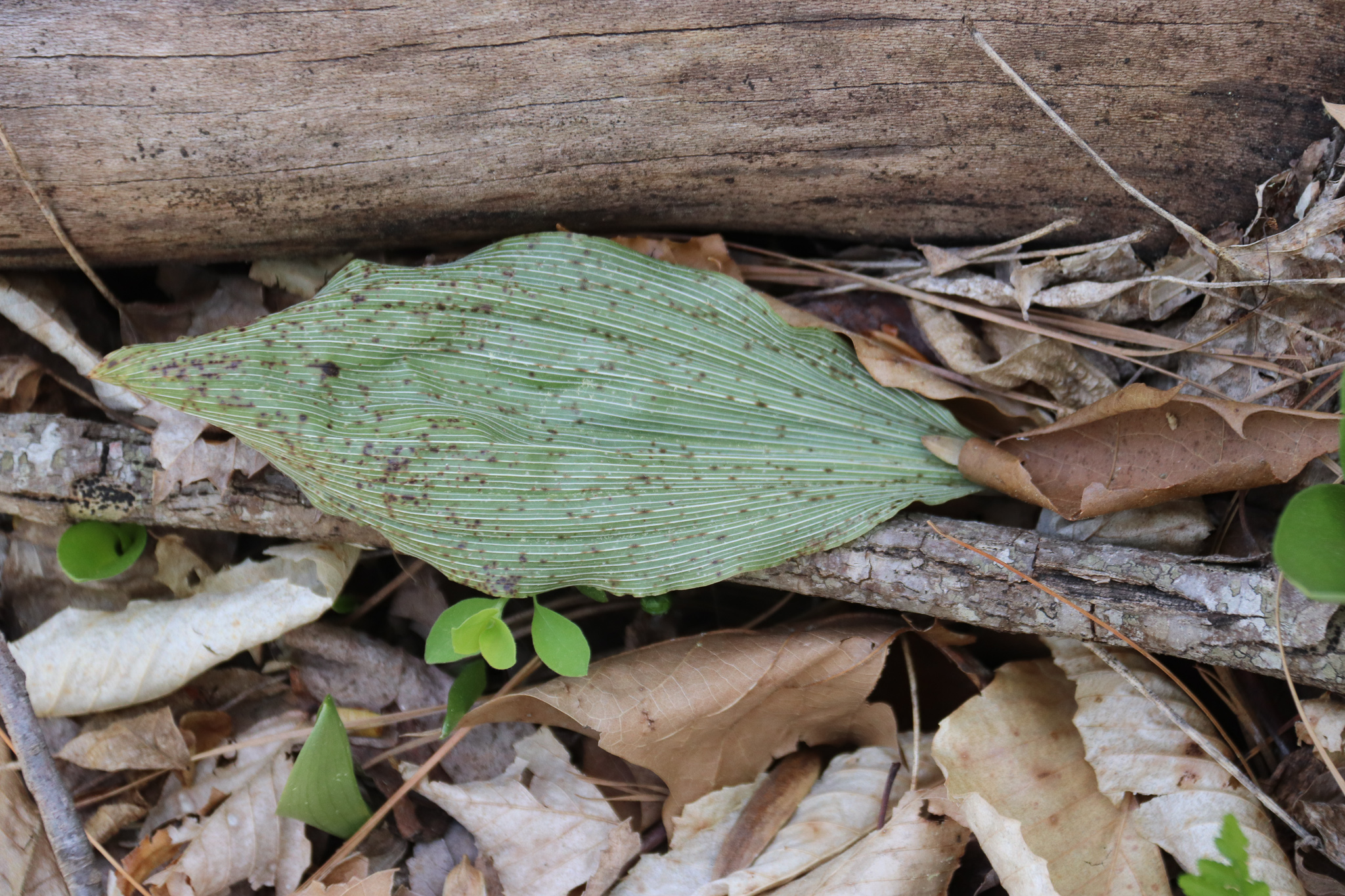 Puttyroot Leaf at Seepage Stream