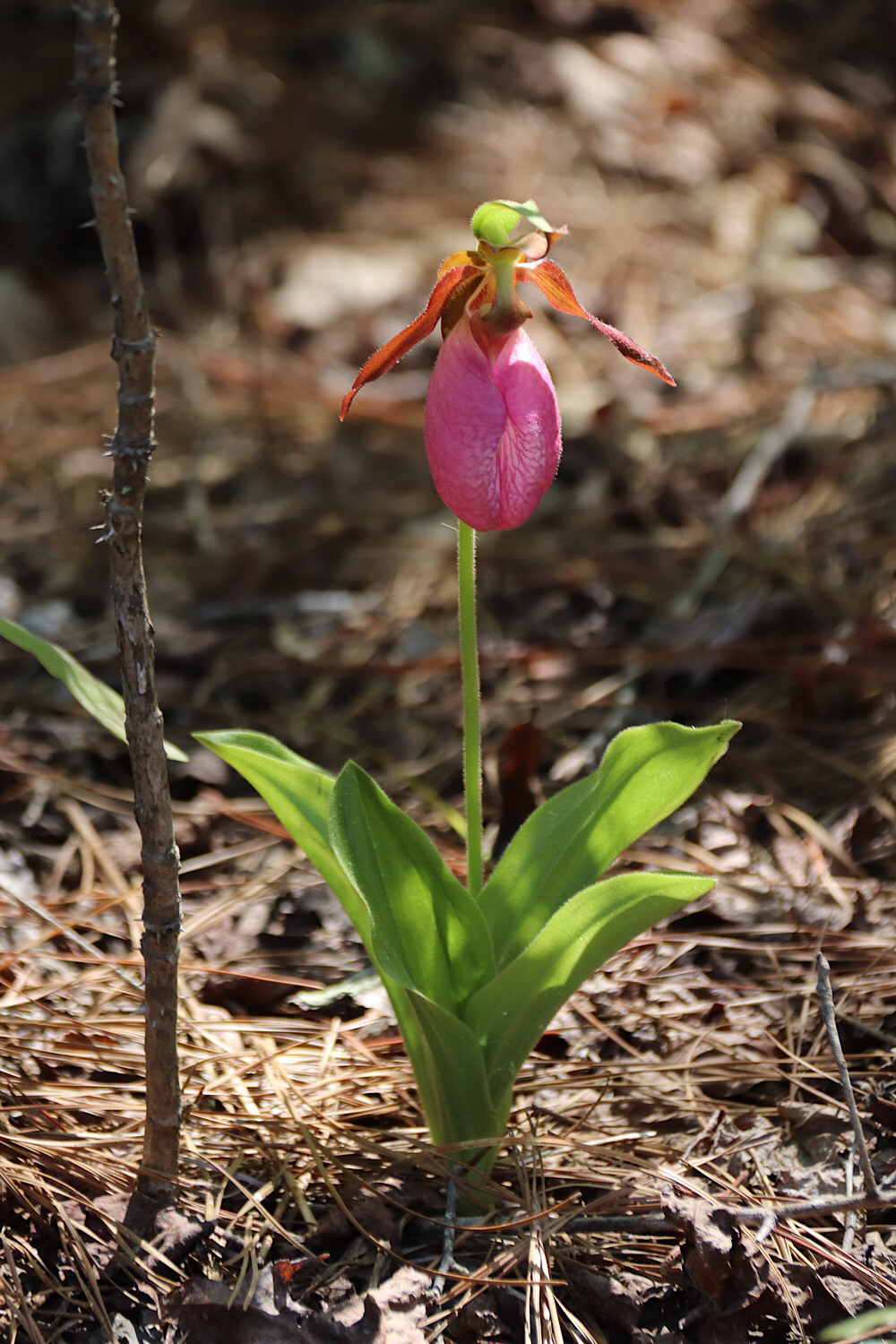 Pink Lady Slipper near Road