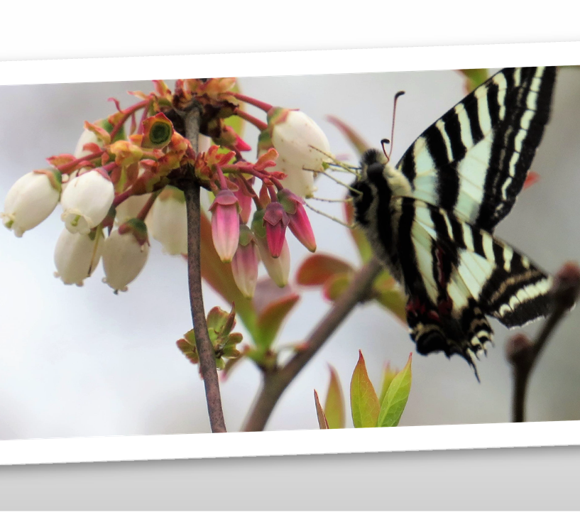 Butterfly on Berry Flower