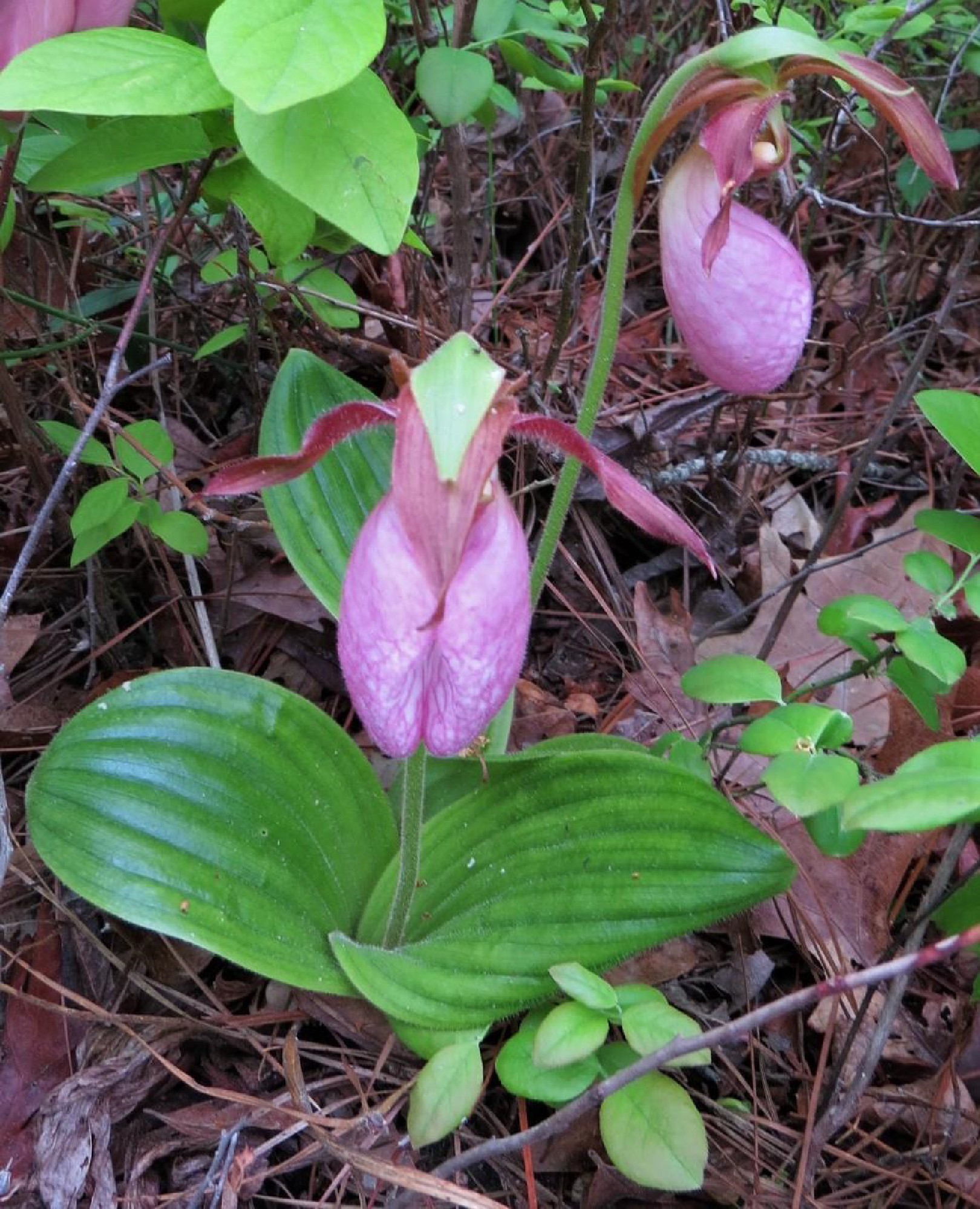 Pink Lady Slippers 