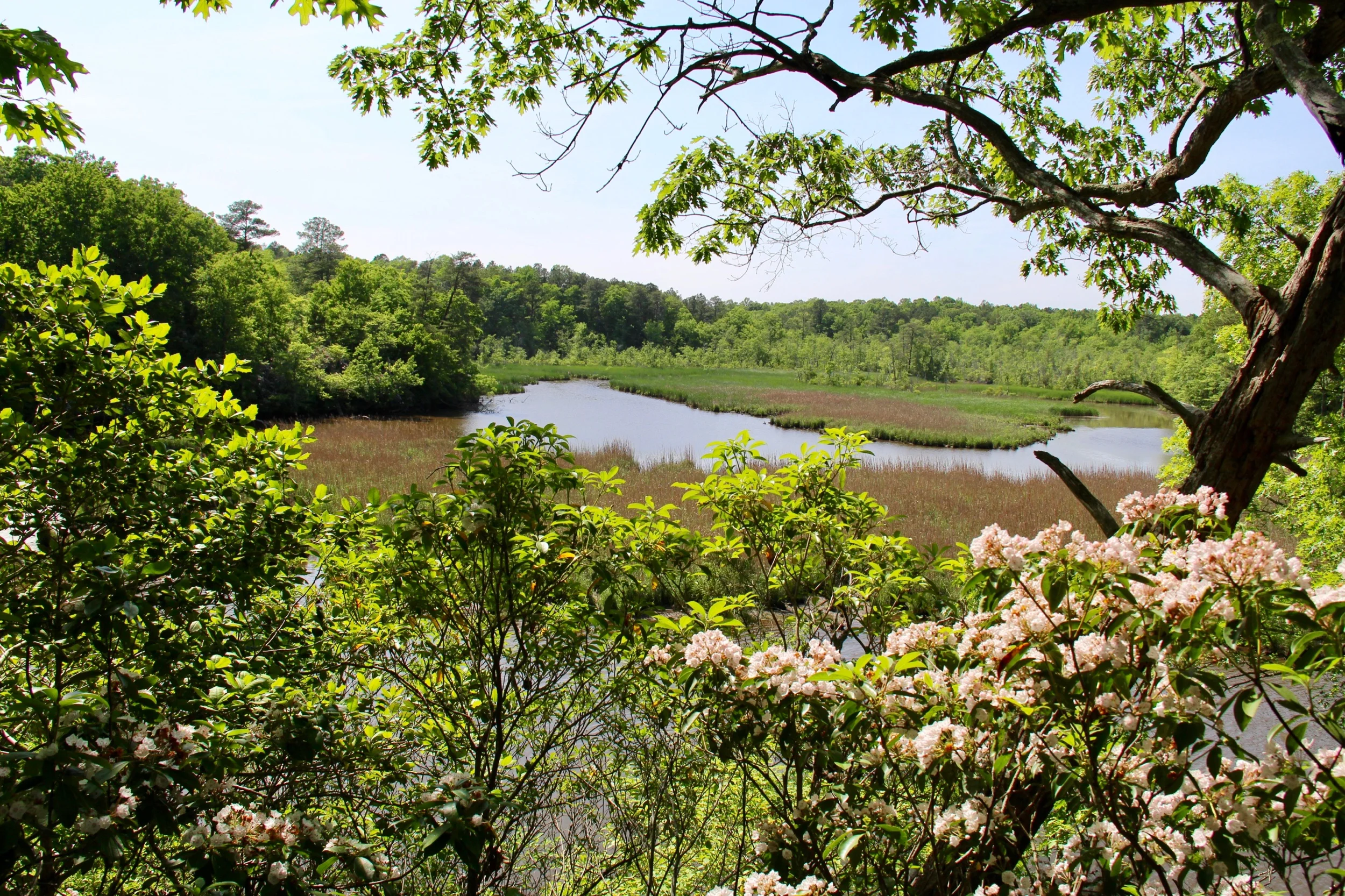 VMN Statewide Photo Contest 2019