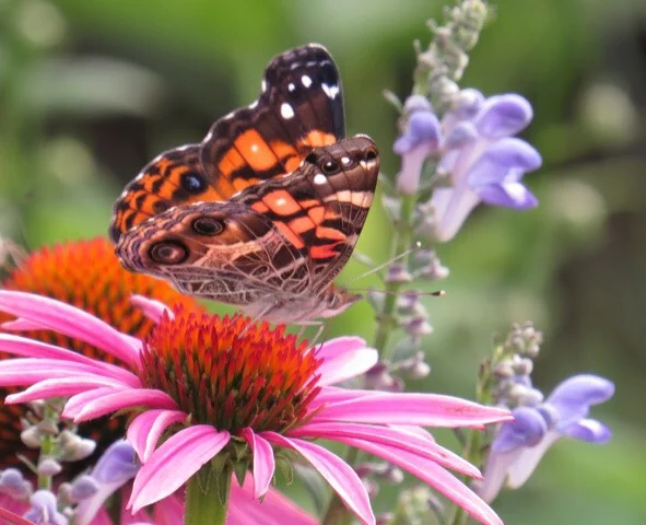 Butterfly count and workshop in July