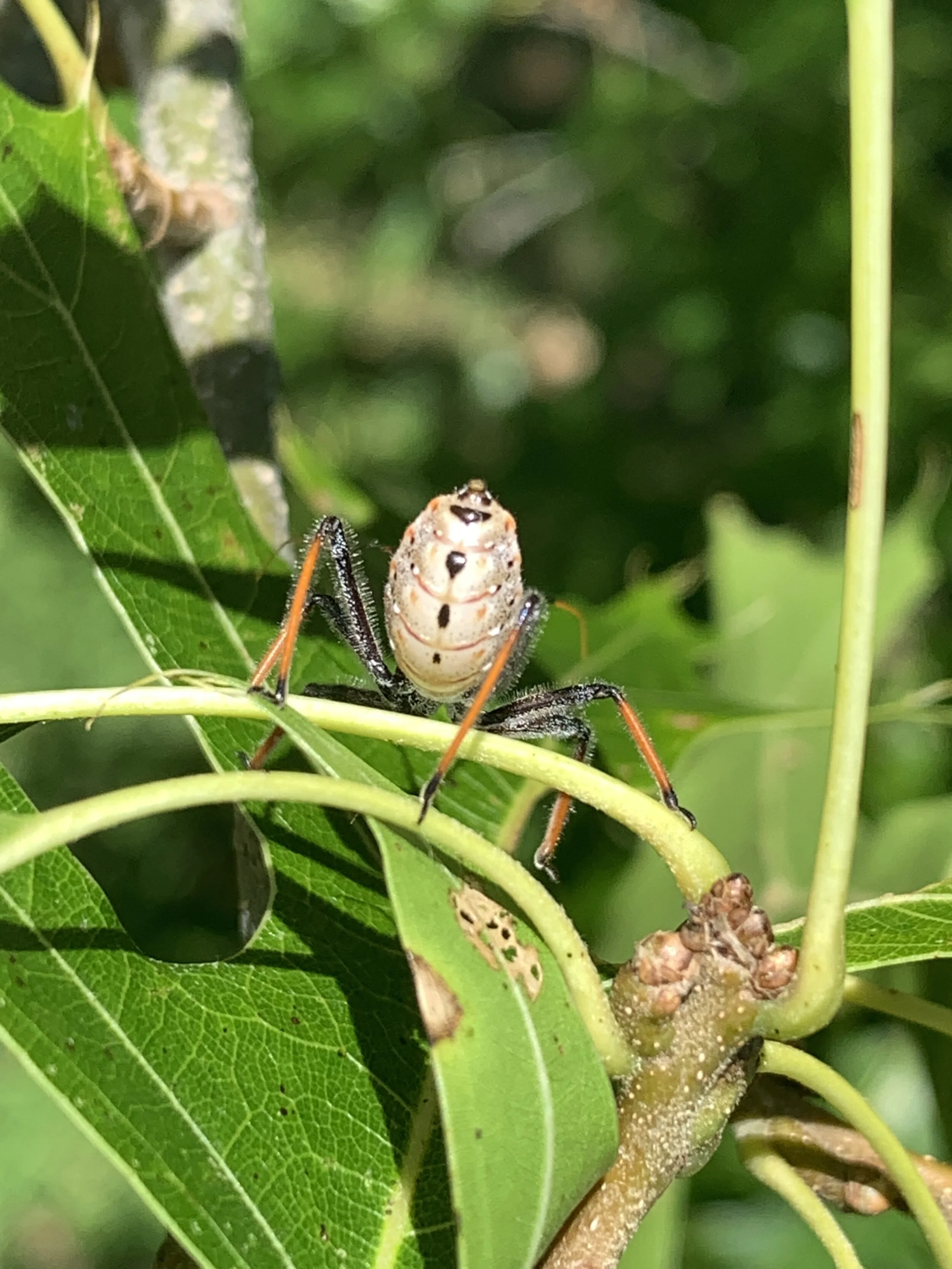 Walk on the Wildside @ Belle Isle State Park