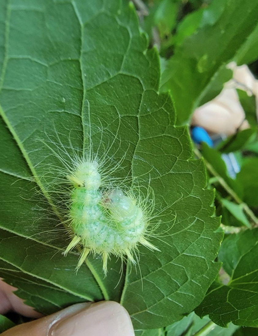 2022 Caterpillars Count! In-person training