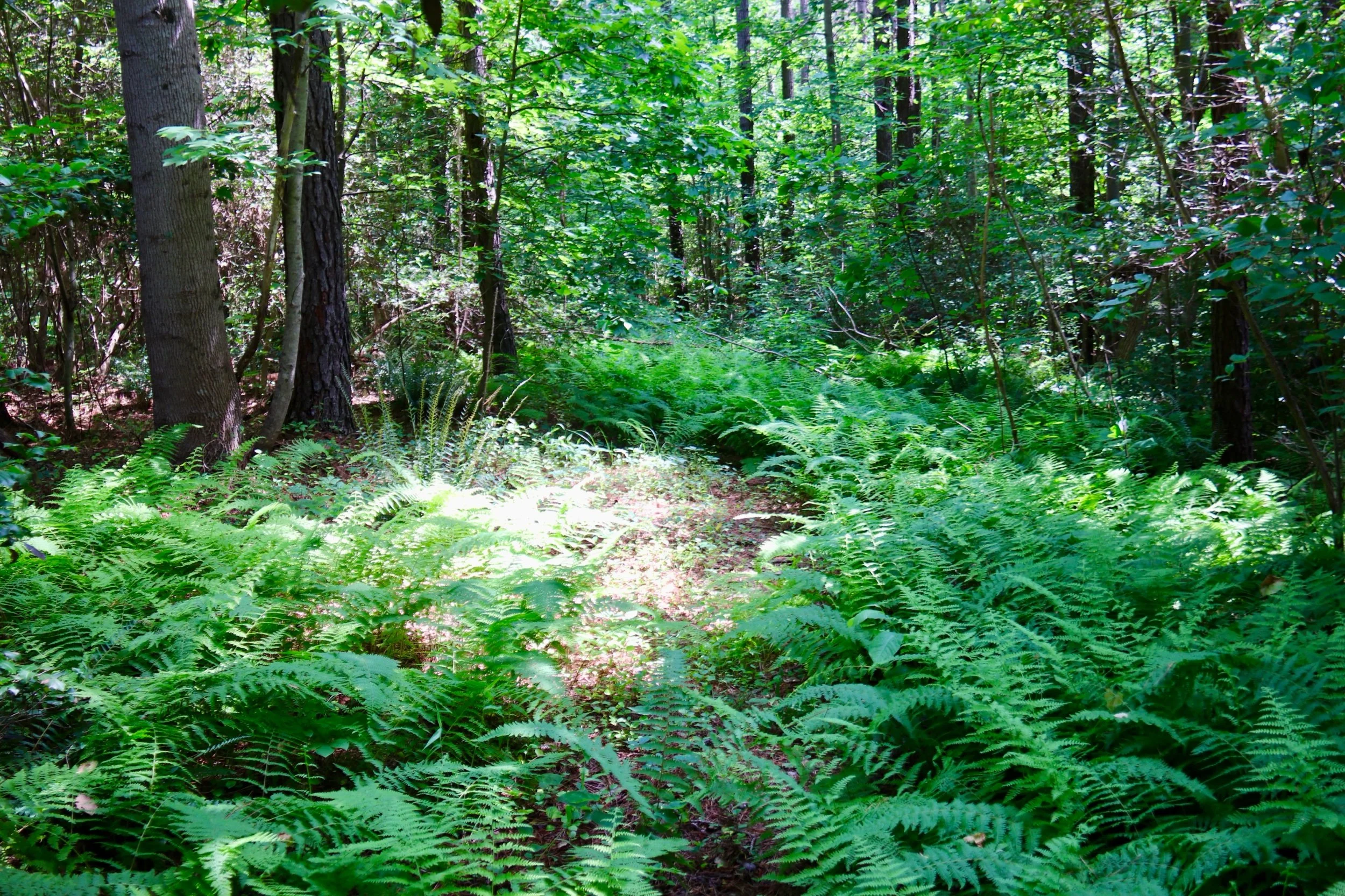 Chilton Woods State Forest: NNMN’s Tree-mendous Twenty activity center