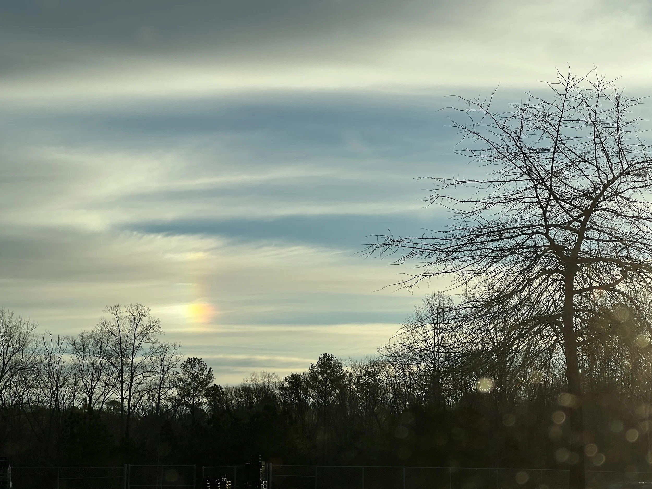 wintersundog.jpeg