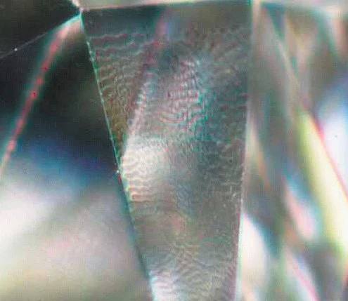 Diamond Lizard.jpg