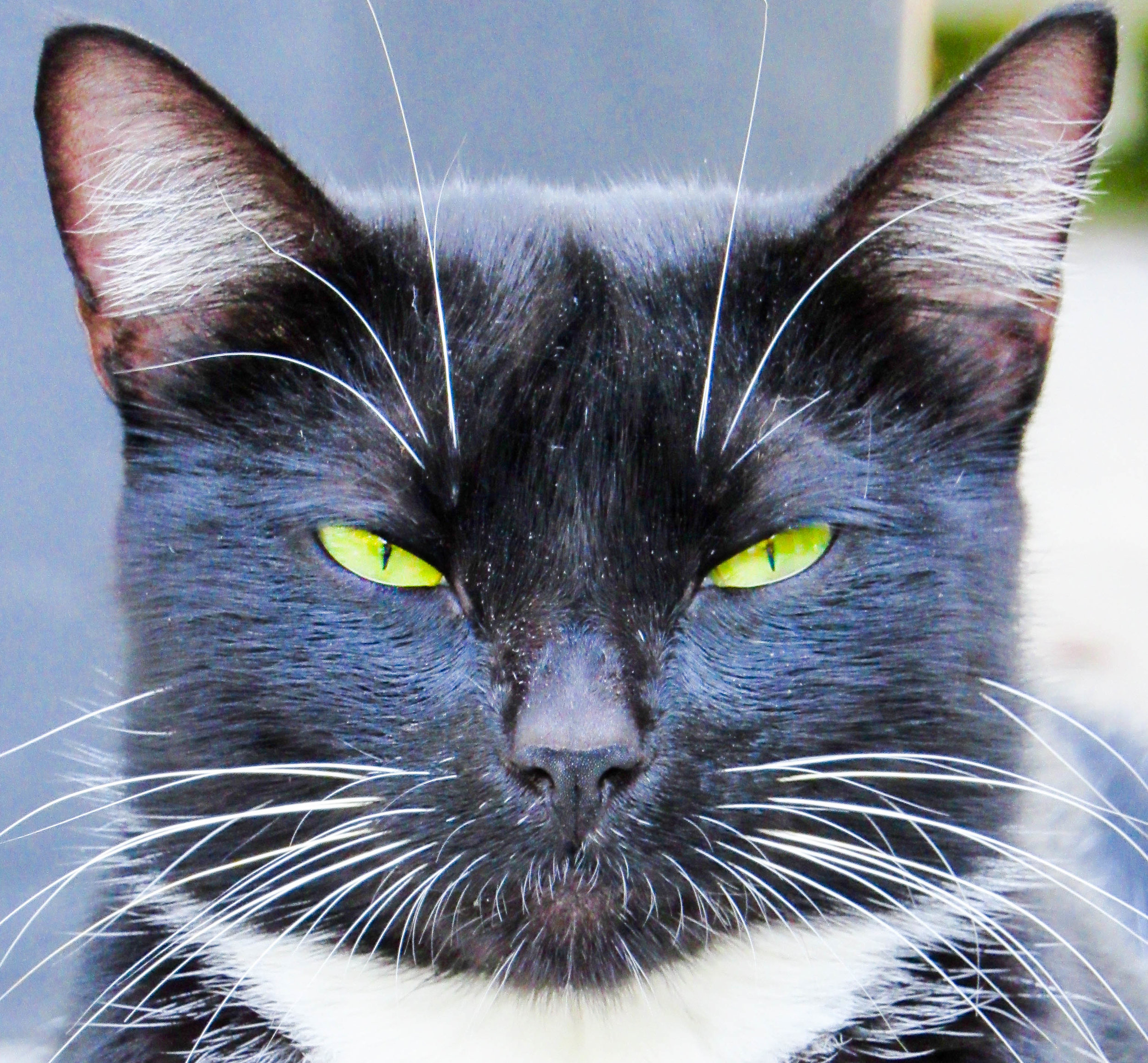 Black-white Cat