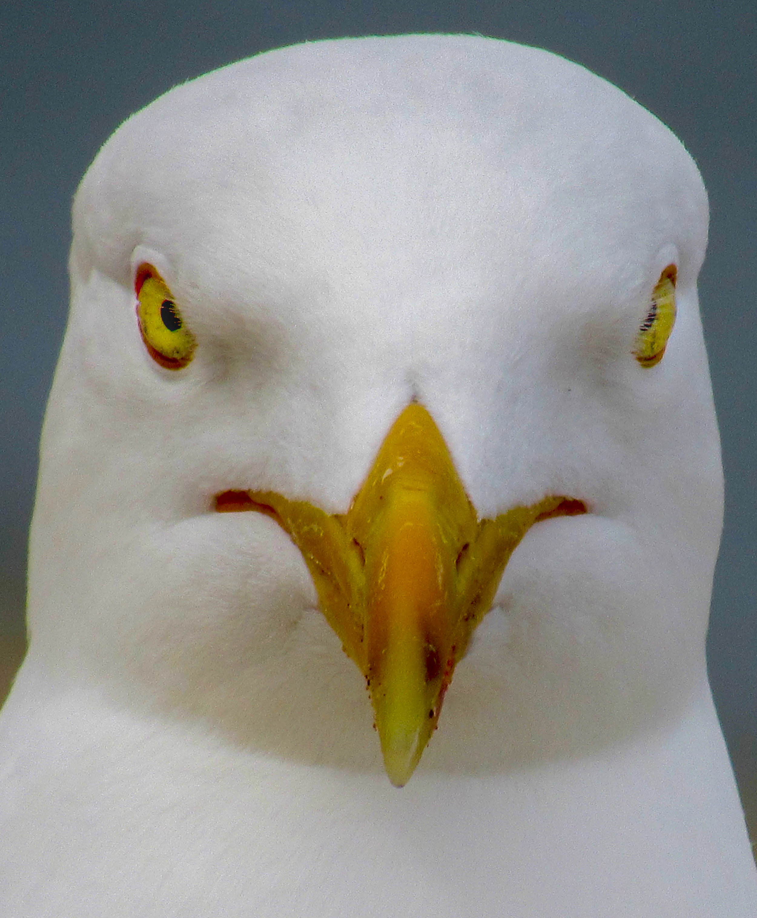 Yellow-Legged Gull