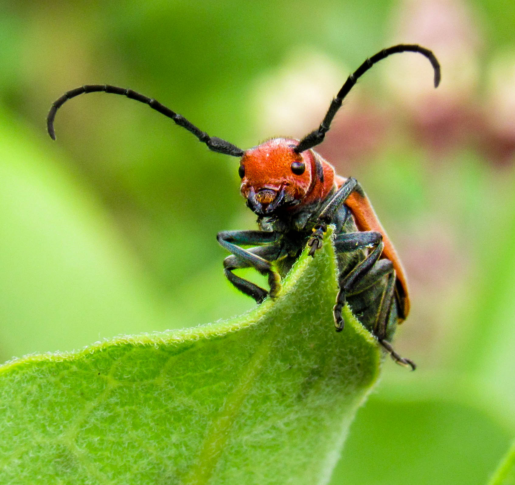 Red Milkweed Beetle