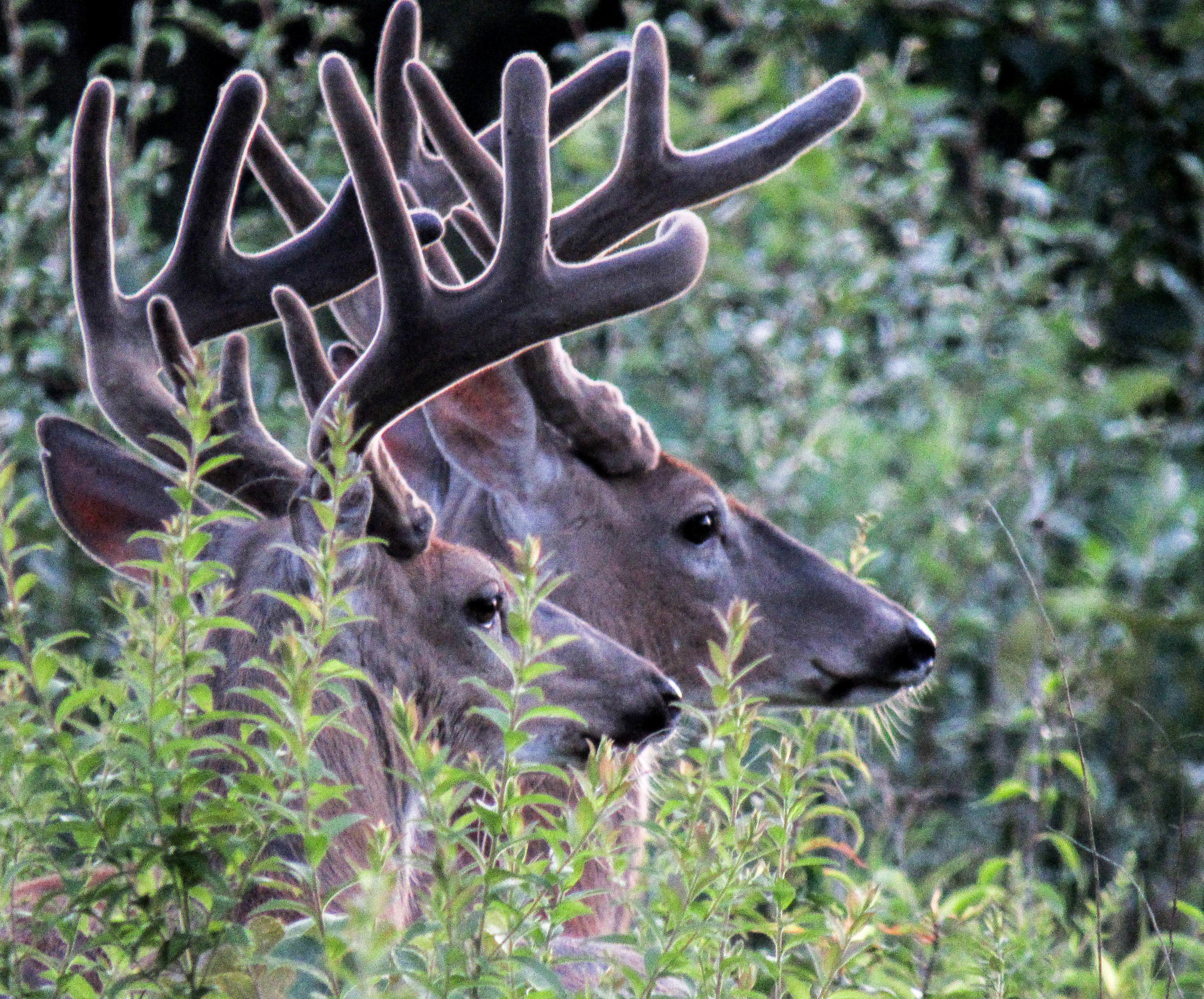 White-tailed Deer