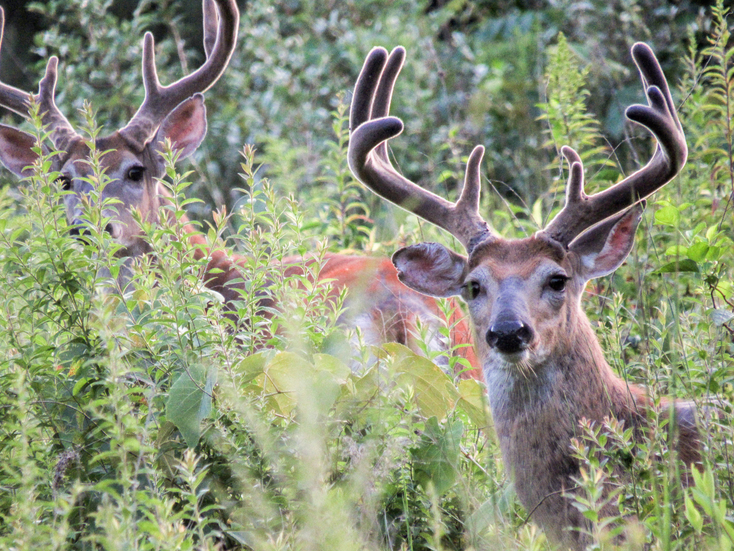 White-tailed Deer
