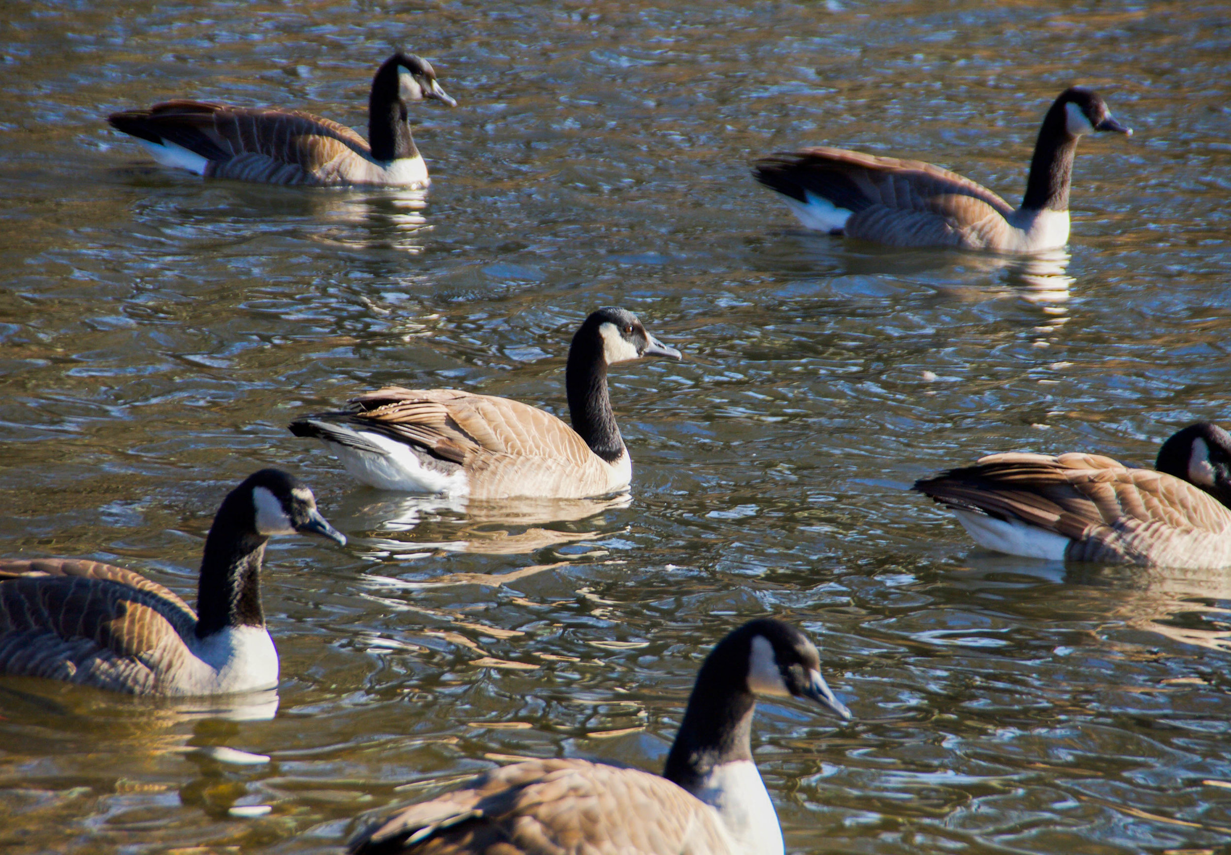 Always In Formation