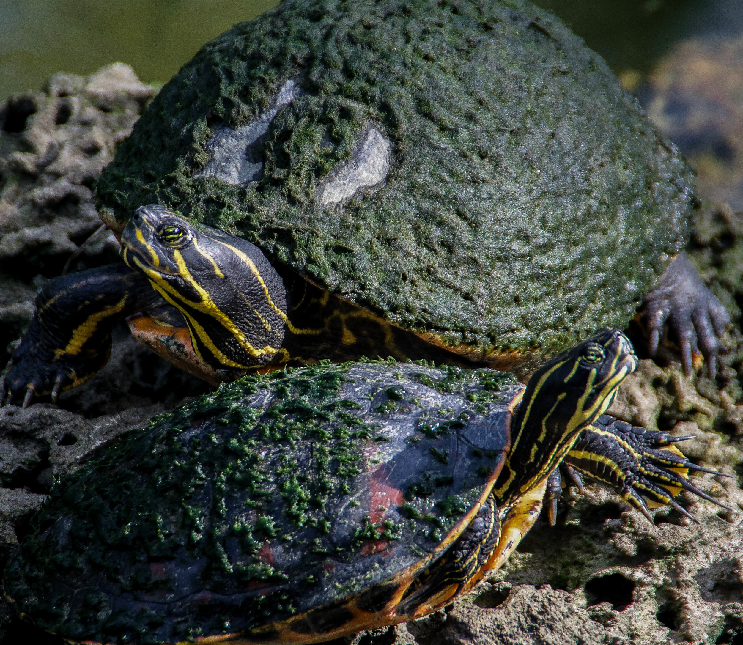 Midland Painted Turtle