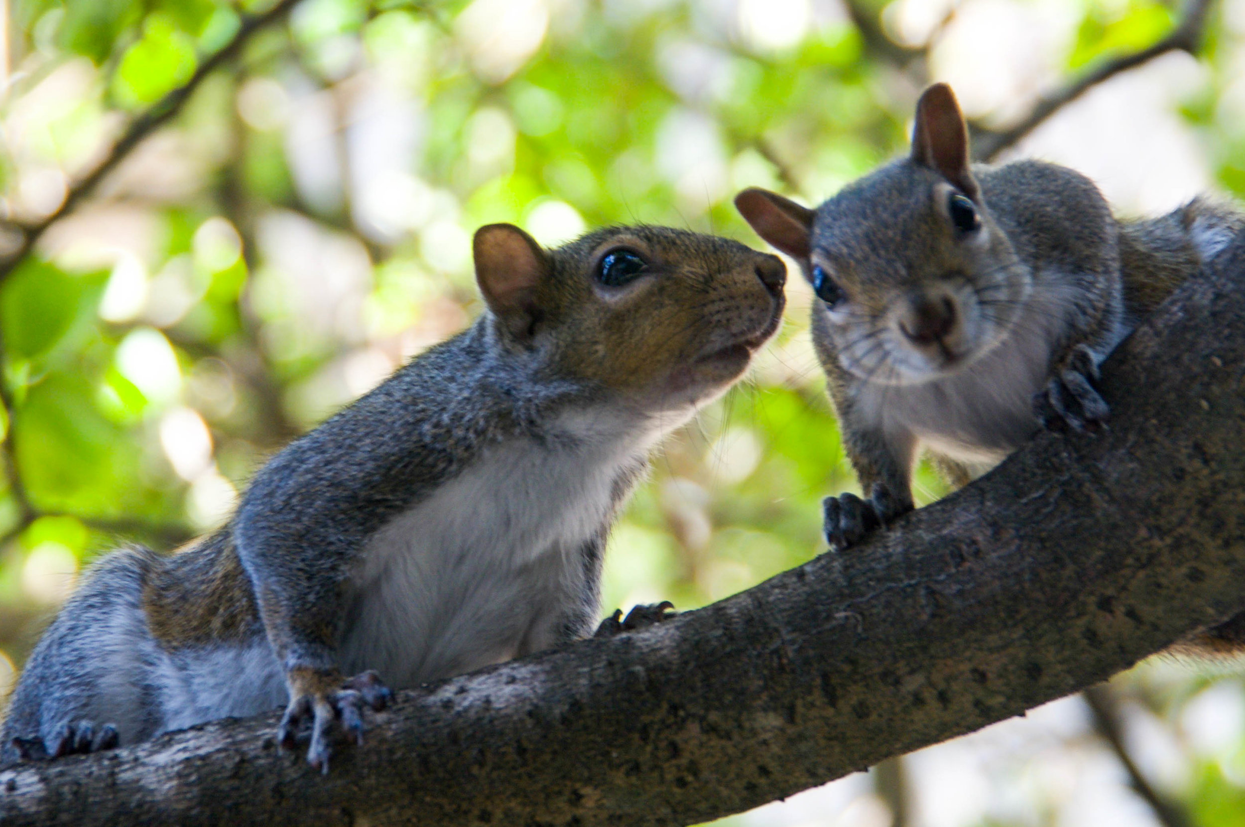 Eastern Grey Squirrel