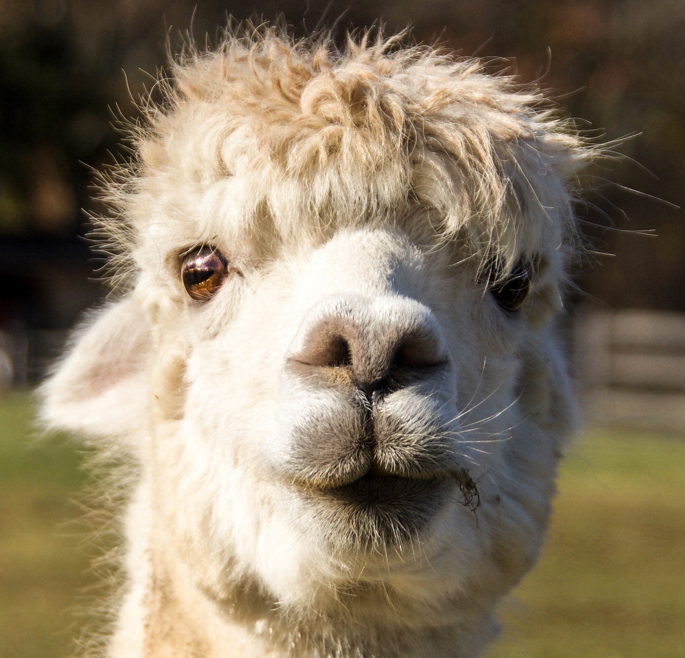 White Suri Alpaca