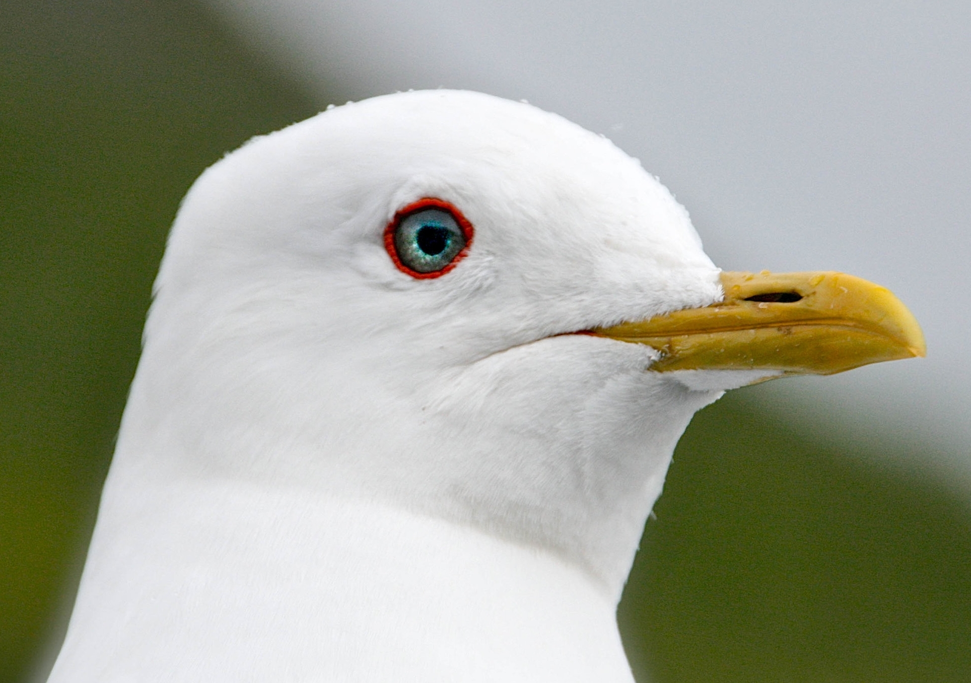 Mew Gull