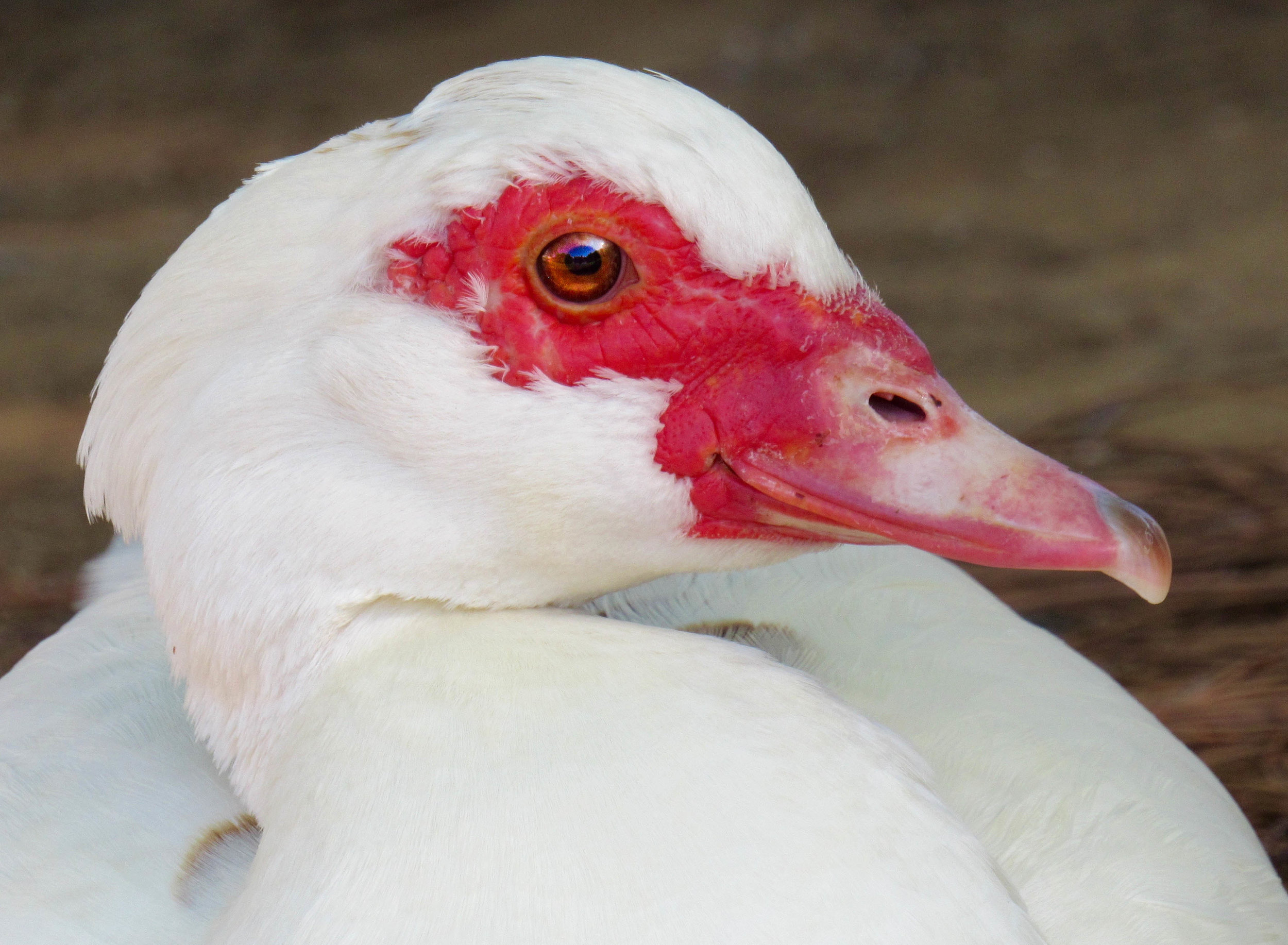 Muscovy Duck