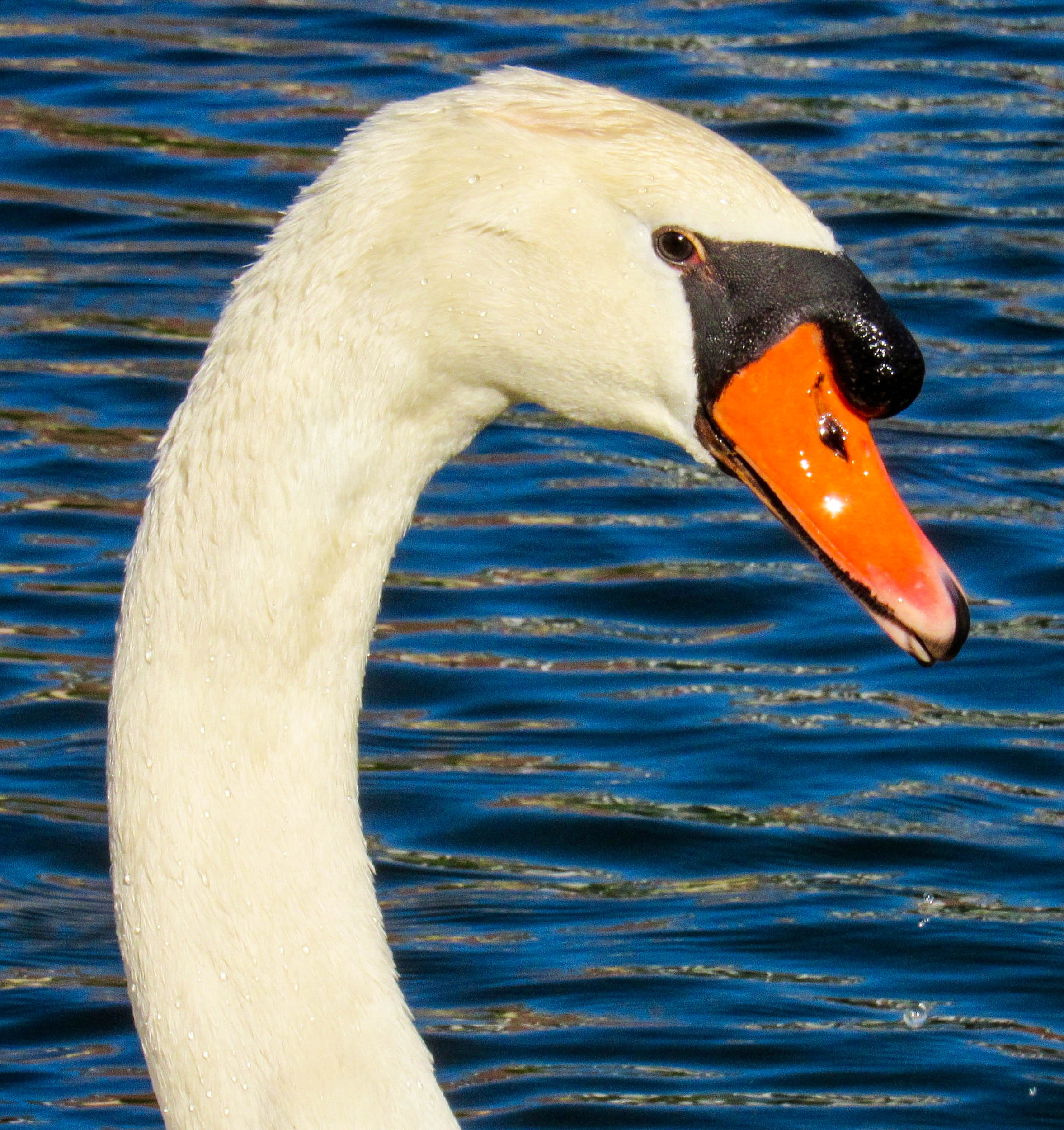 Mute Swan