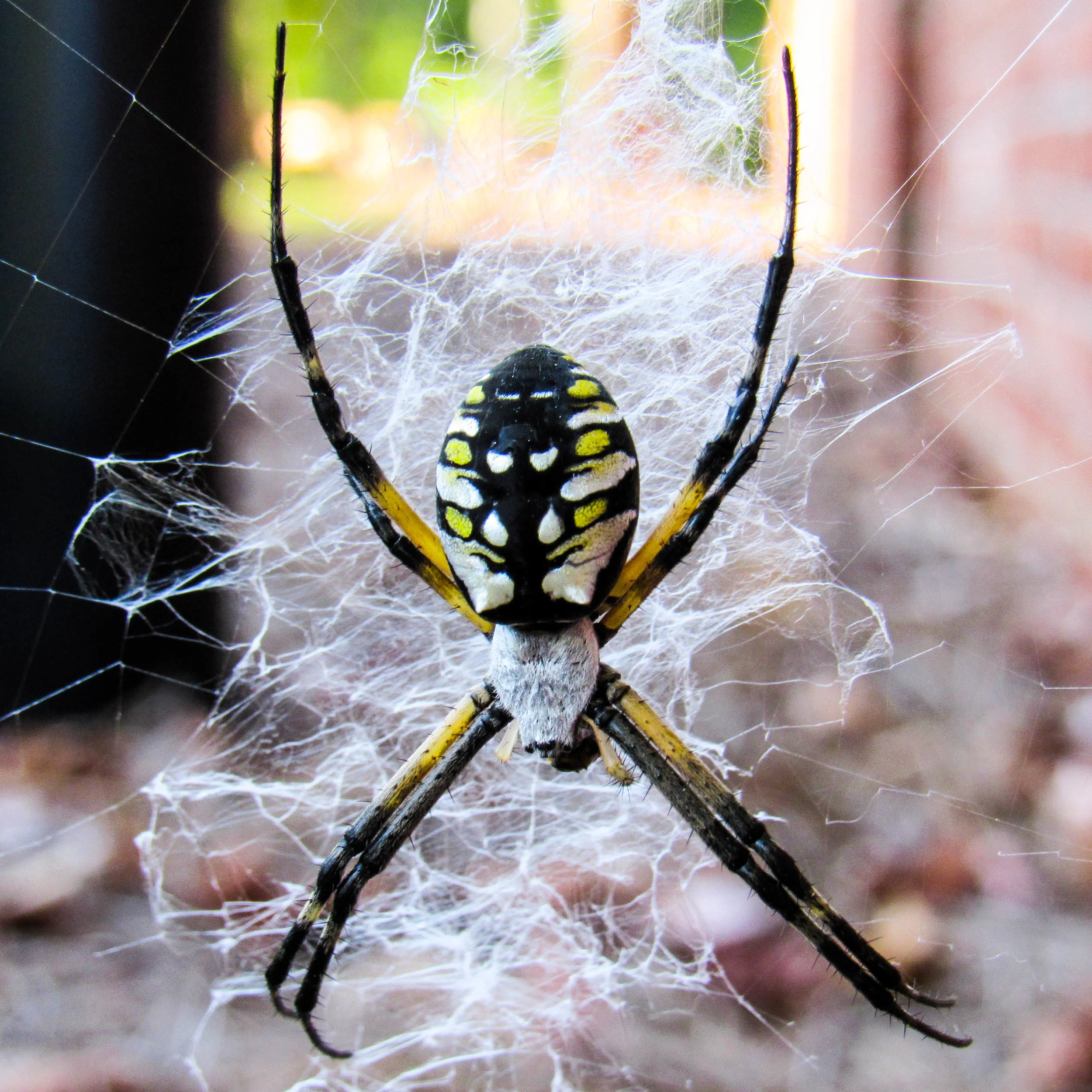 Yellow Garden Spider