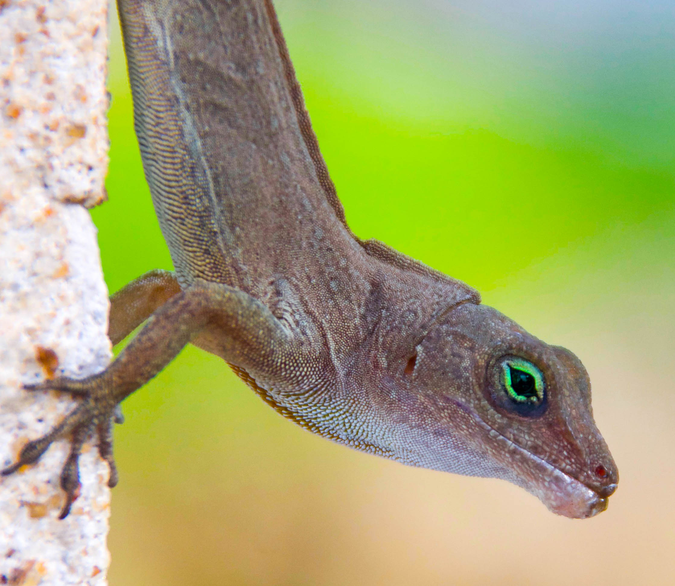 Brown Anole