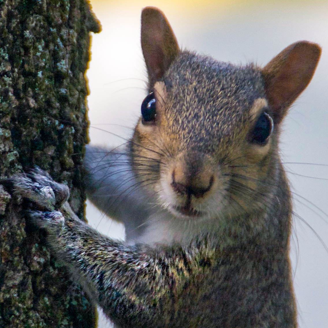 Eastern Gray Squirrel